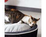 fotos-mascotas-pagina_Mesa-de-trabajo-1-copia-18