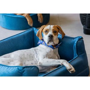 CAMA PARA MASCOTAS IBG GRANDE RECTANGULAR VERDE TURQUESA